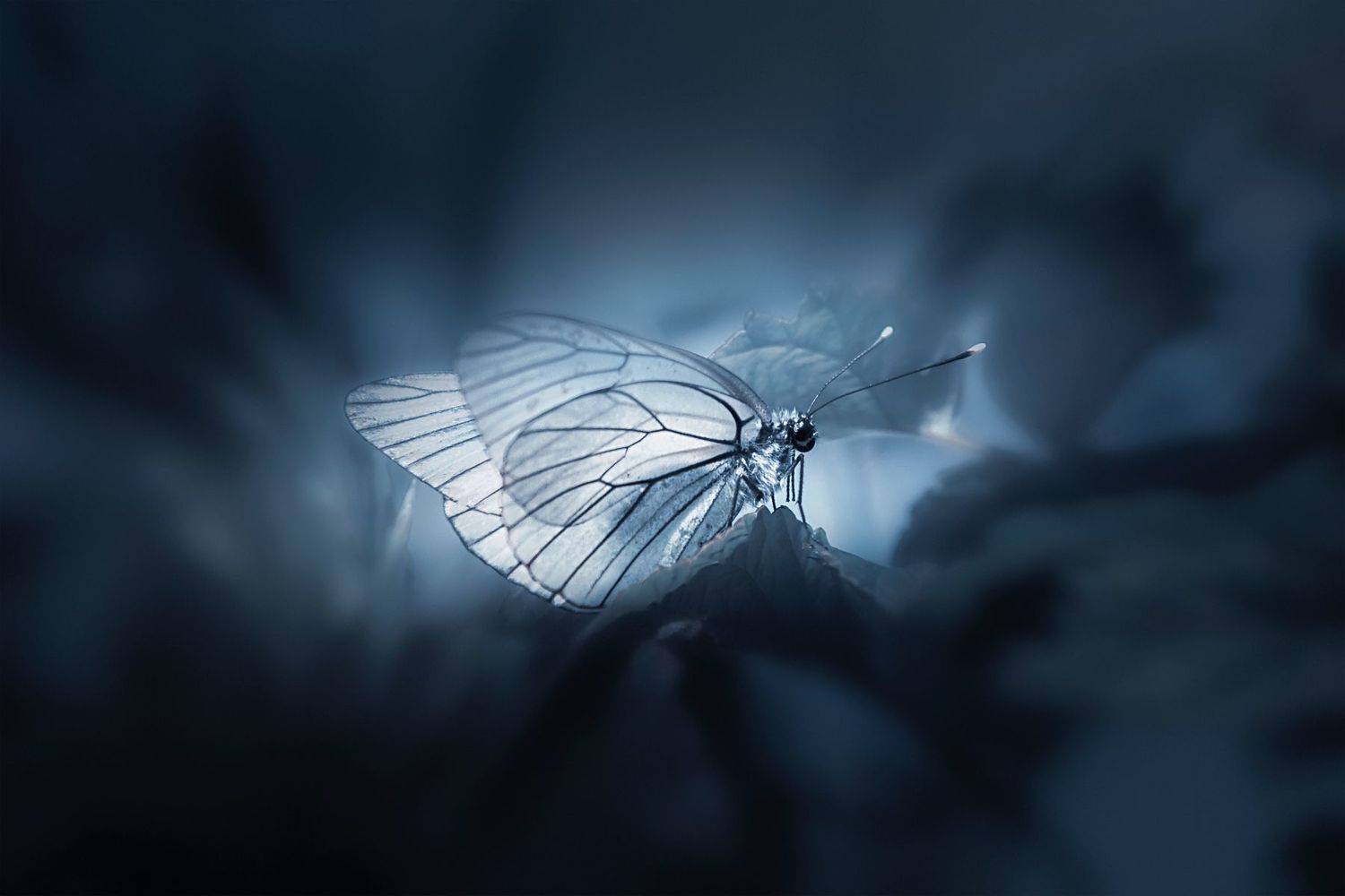 бабочка, Ра Вера