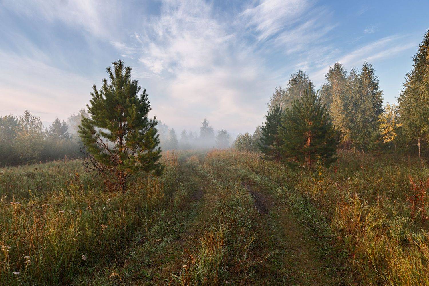 осень, сентябрь, лес, утро, туман, рассвет, дорога,  Гобова Наталья