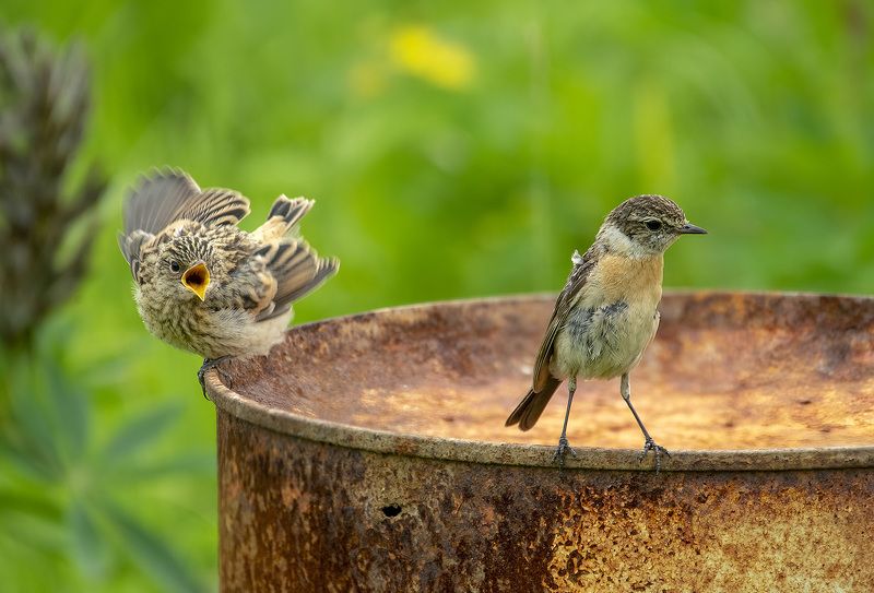 трудности воспитания фото превью