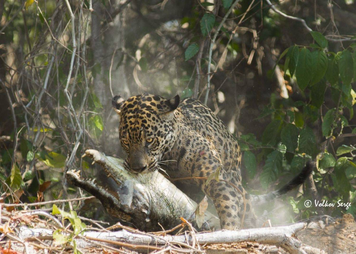 ягуар, кайман, бразилия, пантанал, wildlife, panthera onca, jaguar, felidae, pentax, Сергей Волков