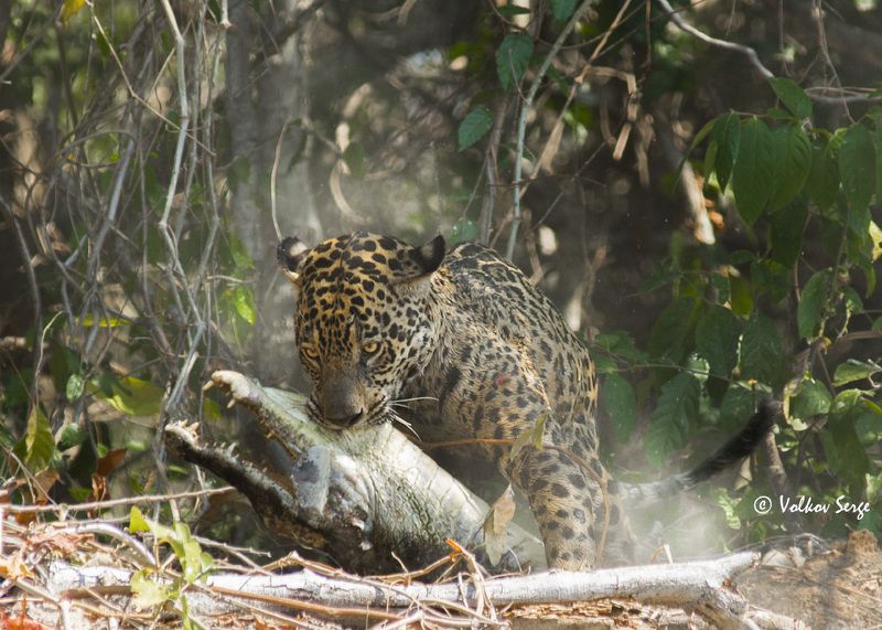 ягуар, кайман, бразилия, пантанал, wildlife, panthera onca, jaguar, felidae, pentax Неоспоримое преимущество фото превью
