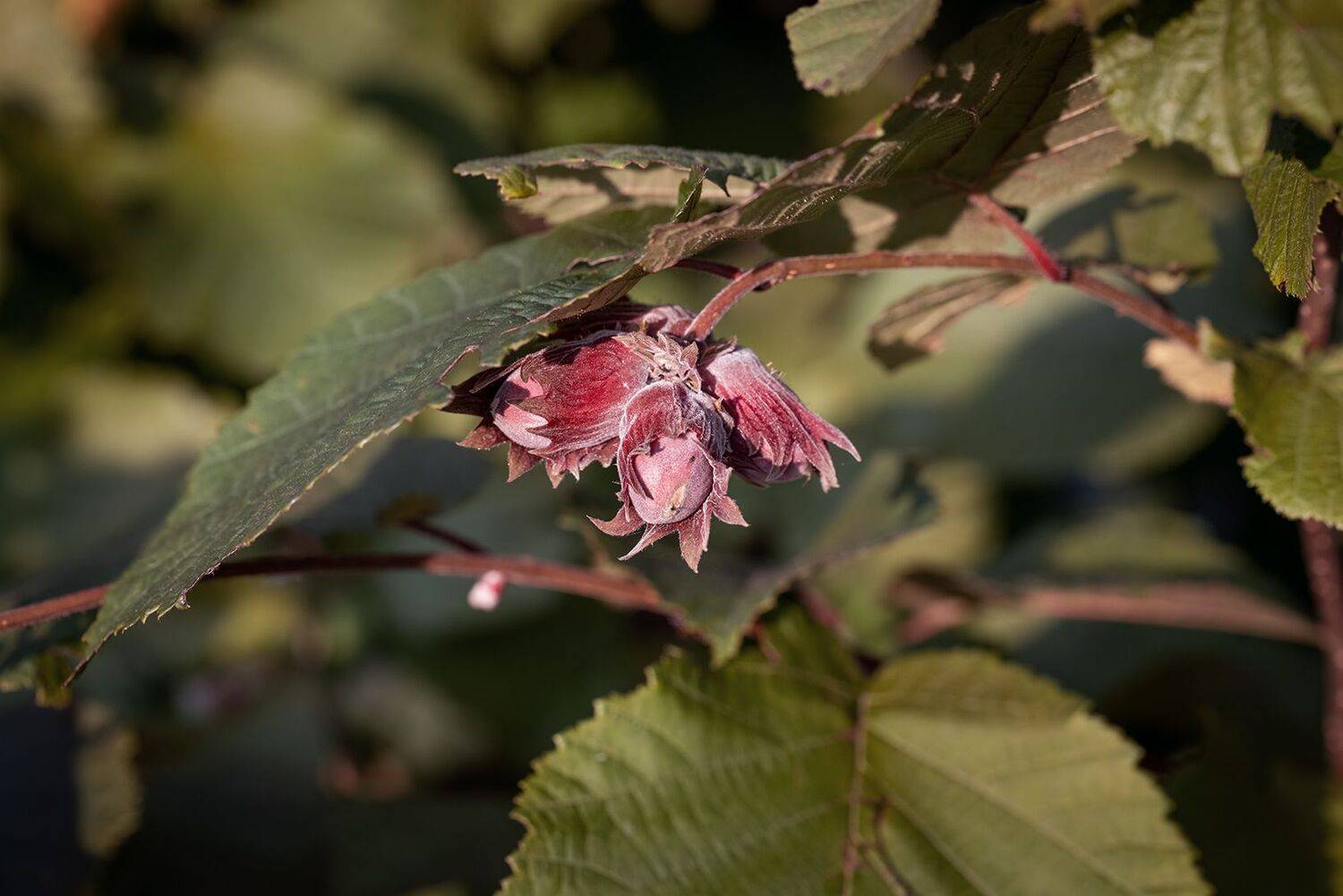 , Юрий Шурчков