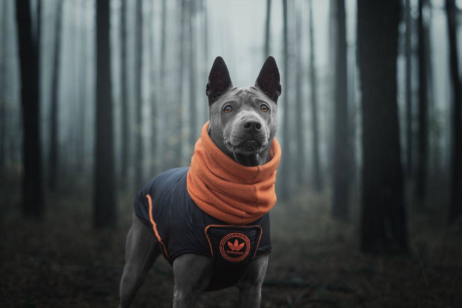 собака, животное, dog, тайский риджбек, Евгений Крутиков