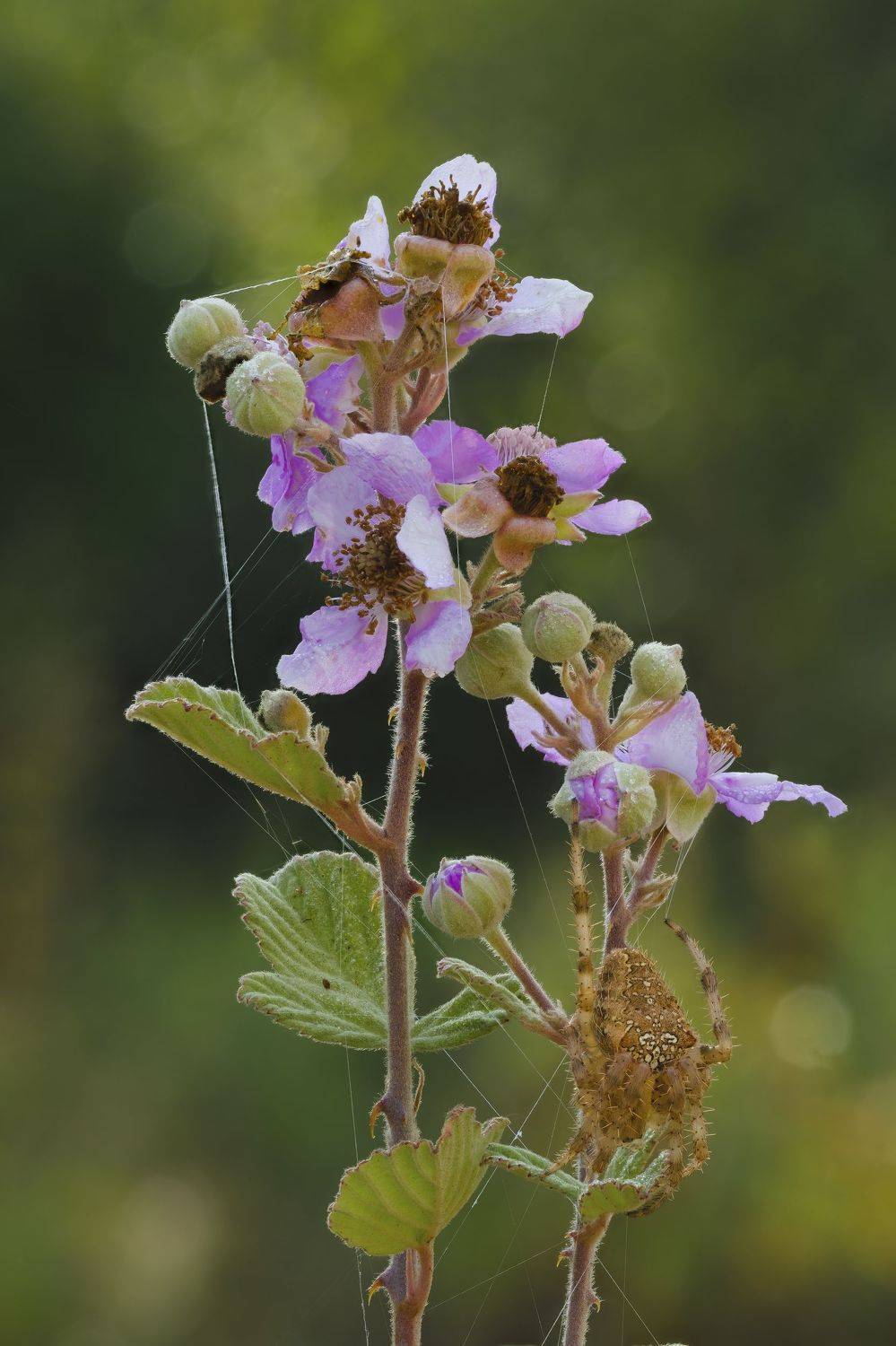 , Игорь ФУММ