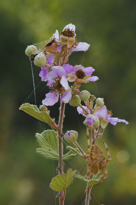 ОДНИ ЦВЕТУТ, ДРУГИЕ СОЗРЕЛИ. ЕЖЕВИЧНАЯ ПОЛЯНА.НАВЕКИ ВЕЧНО ЛЮБИМЫЙ МААЛОТ.Фуджи экс-ти3+фуджи 80/2,8 макро Стекинг фото превью