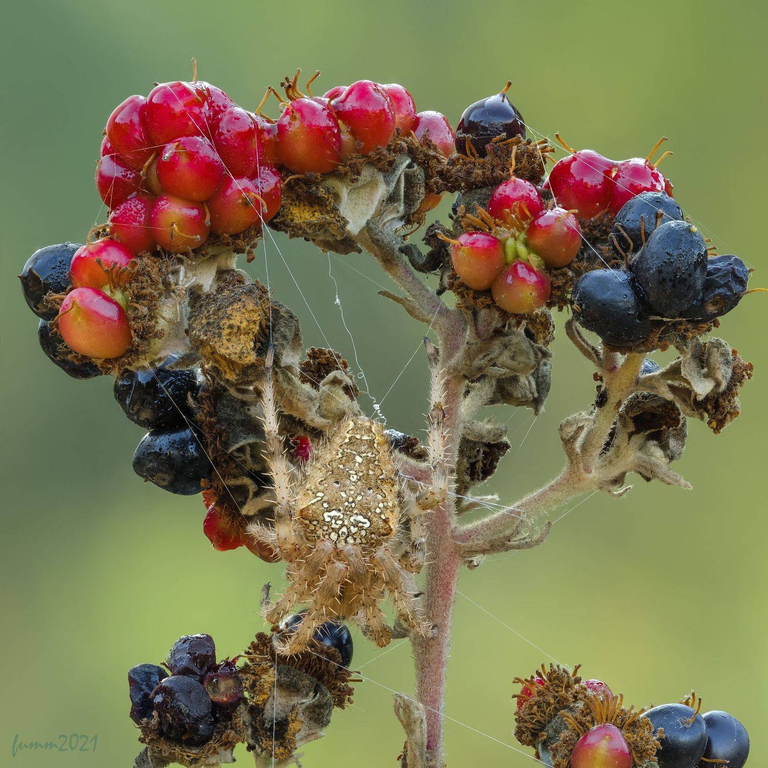 , Игорь ФУММ