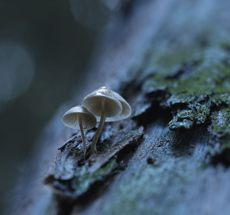 природа, грибы, растения Инопланетяне фото превью