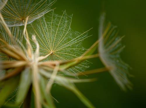 Seeds details