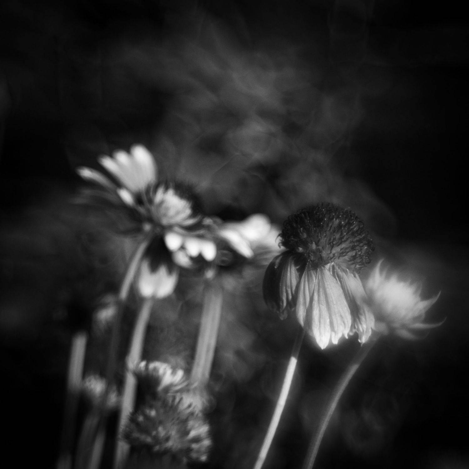 , Денис Храмеев