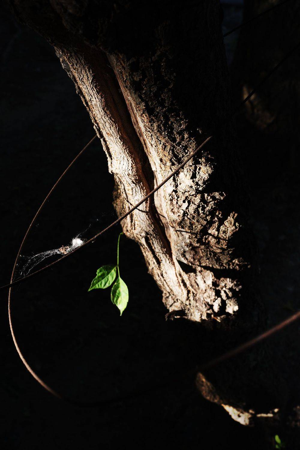 , Алексей Егоров