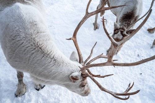 reindeer in the wild in the lovozersk tundra