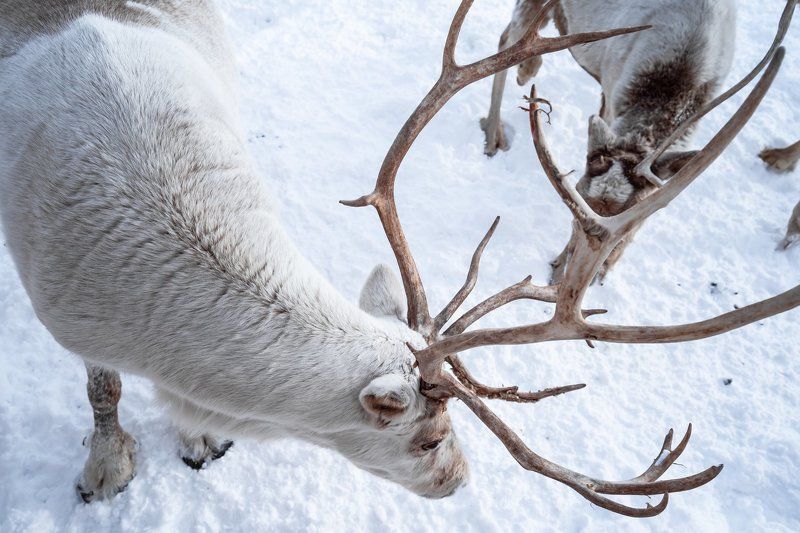 outdoor; group of animals; wilderness; wild animals; naked; grazing; wild; lapland; nordic; elk; natural; stag; travel; horn; male; scandinavia; single of animals; animals hunting; extreme terrain; wildlife; animal; snow; mammal; caribou; winter; north; r reindeer in the wild in the lovozersk tundra фото превью
