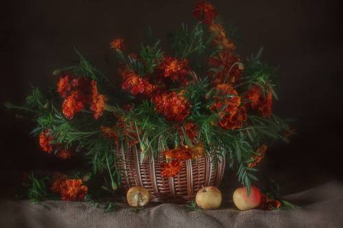 Бархатцы-красавцы!