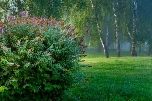 Цветы салютуют началу дня