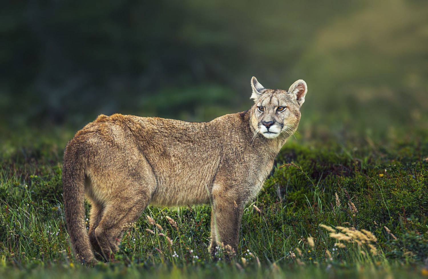 animals, wildlife, cougar, puma, животные, пума,, Токарев Олег