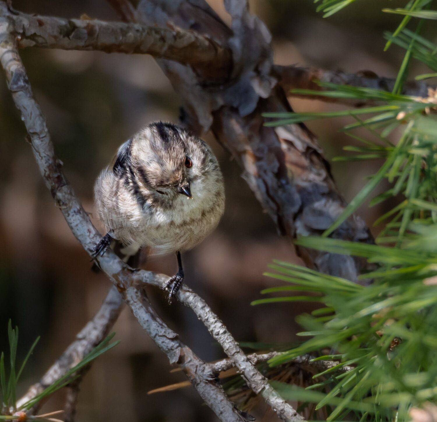 , Курлянцев Алексей