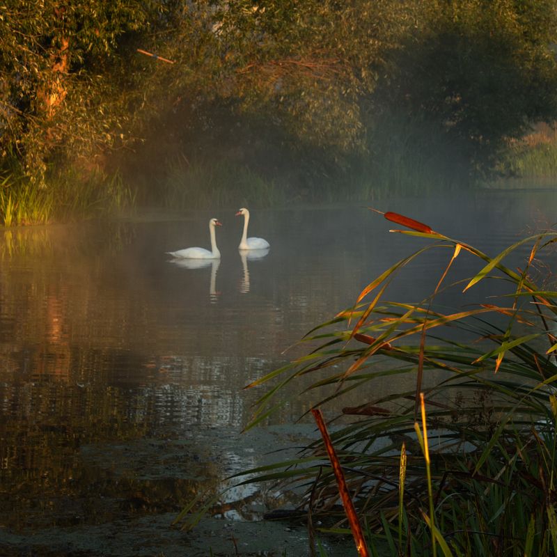 . . . фото превью