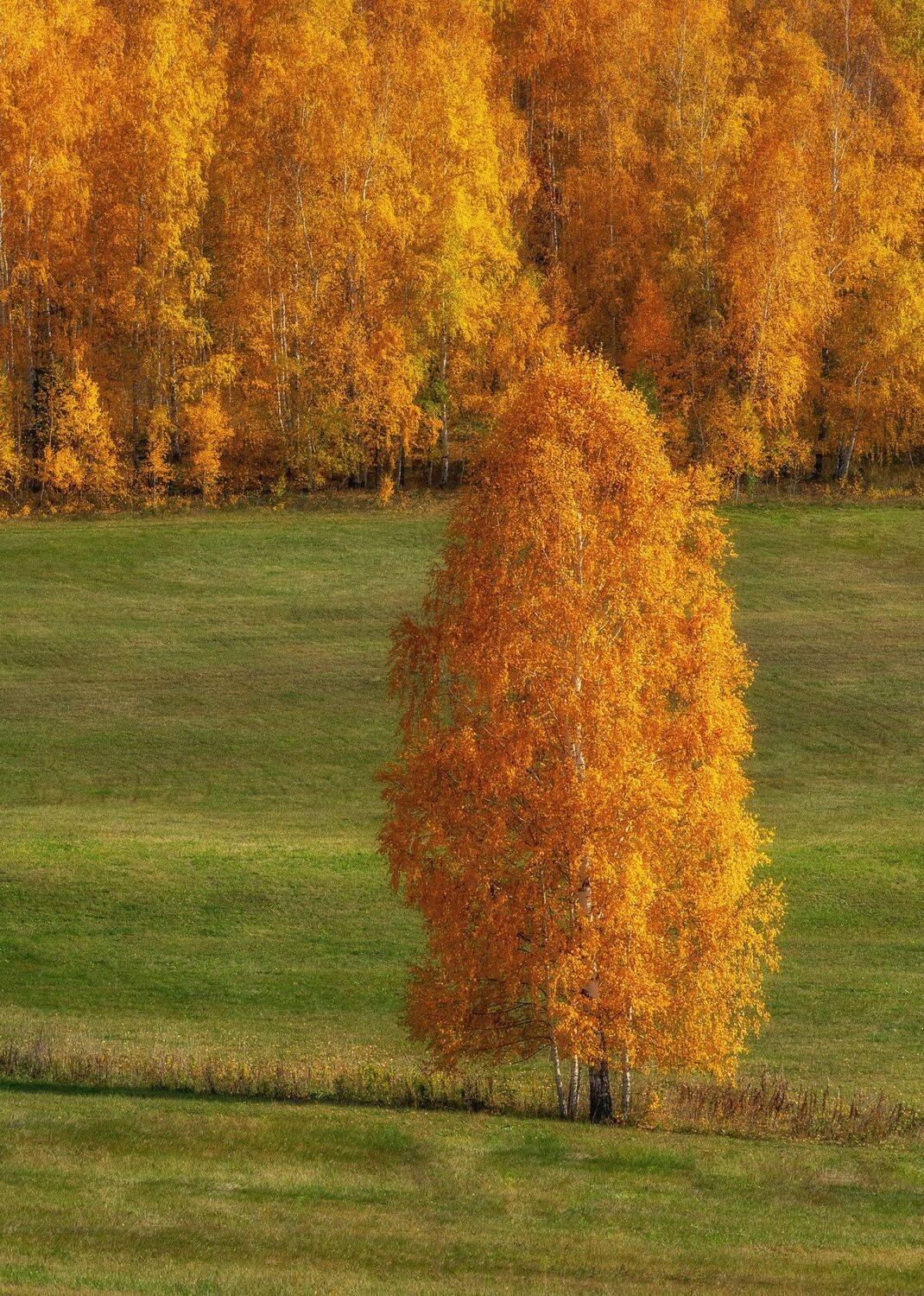 осень, пейзаж, деревья, поле, Евгений Гецев