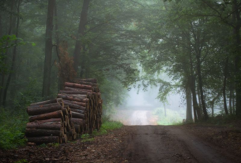 forest morning... фото превью