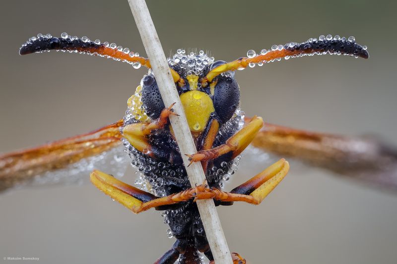 Время росы фото превью