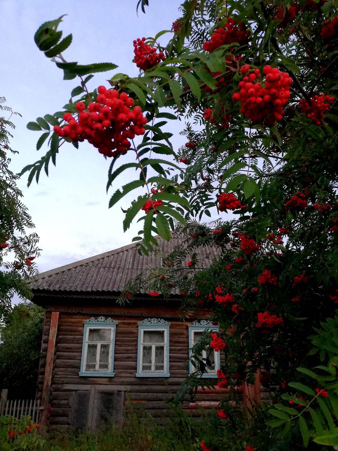 деревня, пейзаж, рябина, домик, изба, деревянный дом, лето, Даркина Дарья