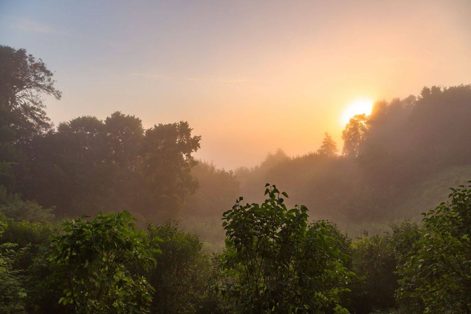 Туман, утро, роща, Юрий Морозов