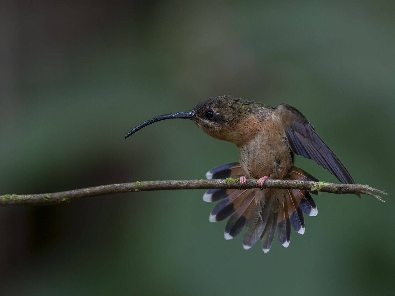 , Fernando Burgalin Sequeira