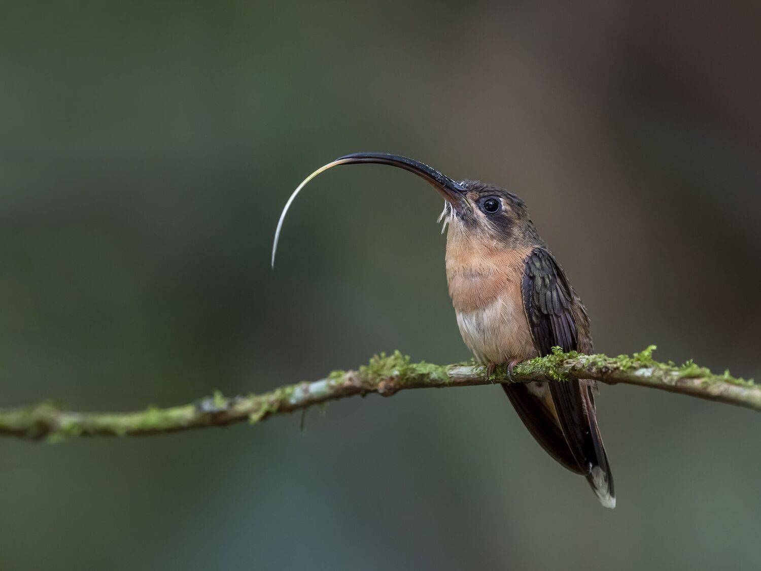 , Fernando Burgalin Sequeira
