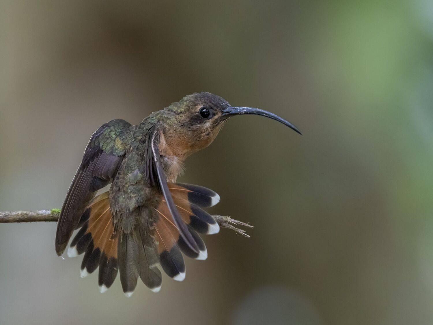 , Fernando Burgalin Sequeira