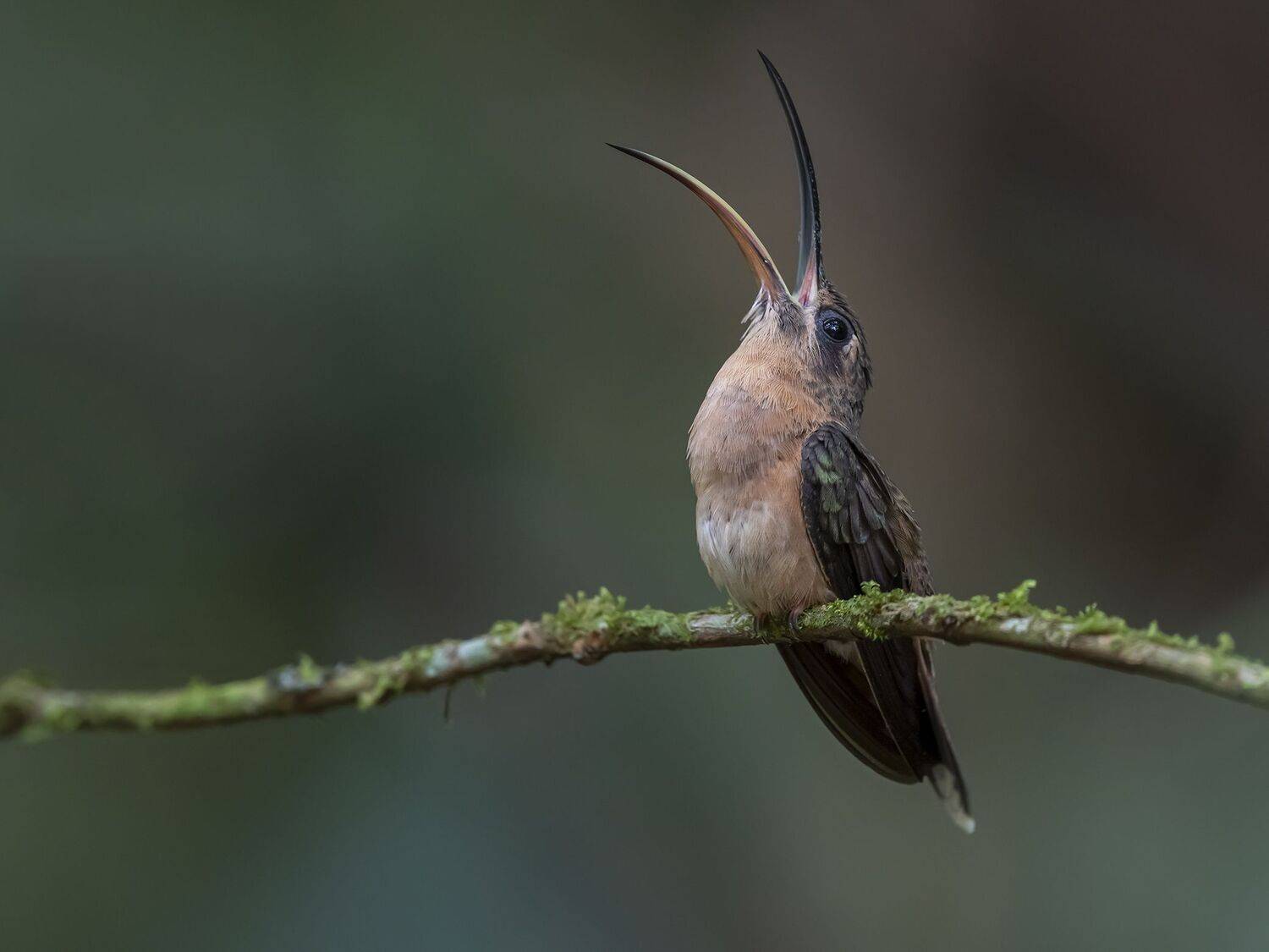 , Fernando Burgalin Sequeira