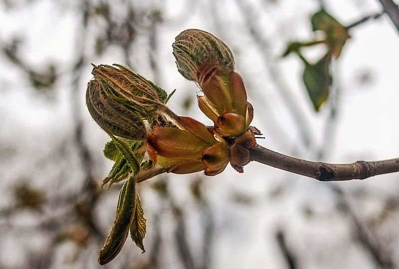 Каштан фото превью