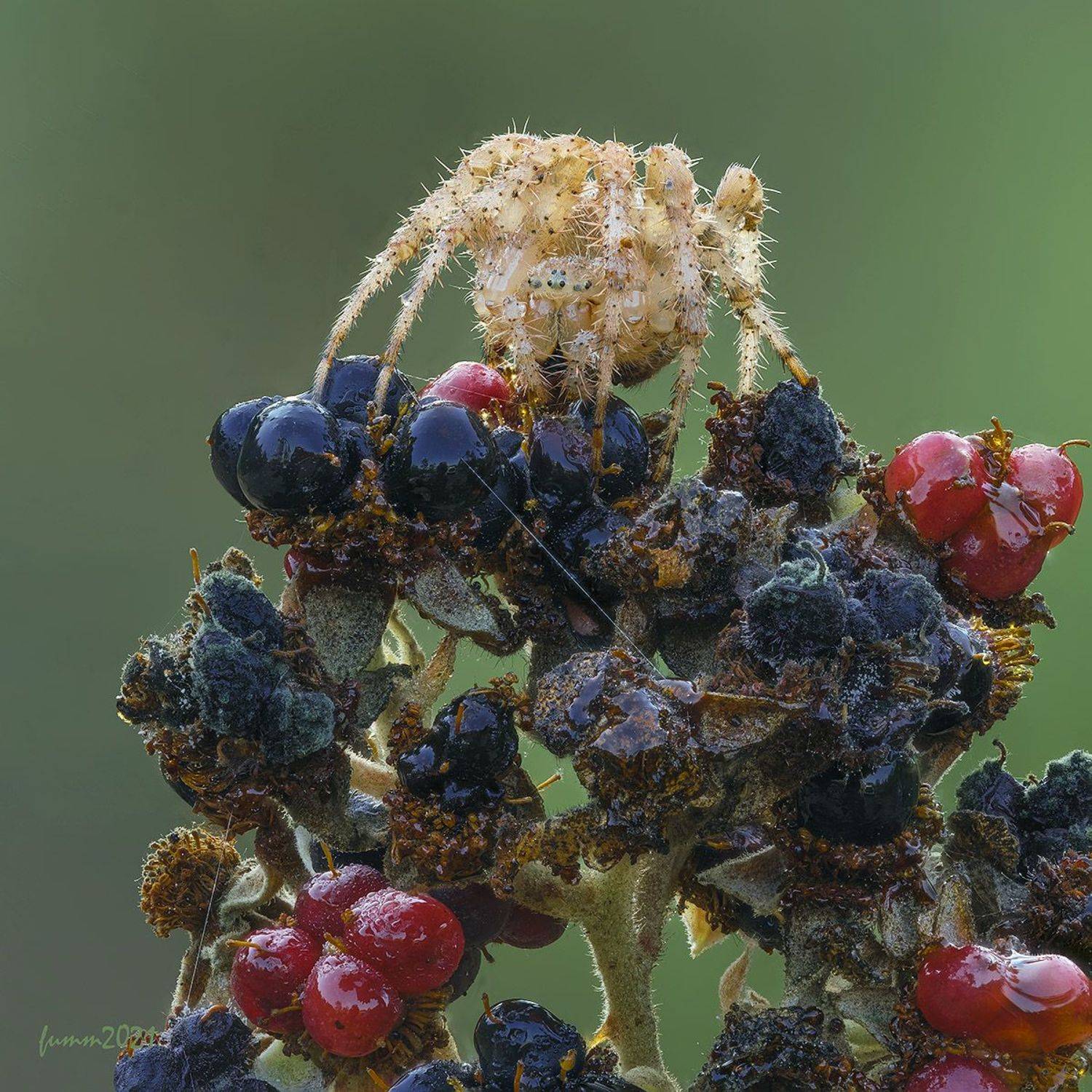 , Игорь ФУММ