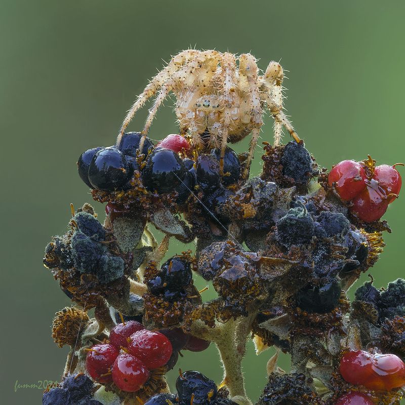 ЭТО МОЯ КУЛУБНИКА! фото превью