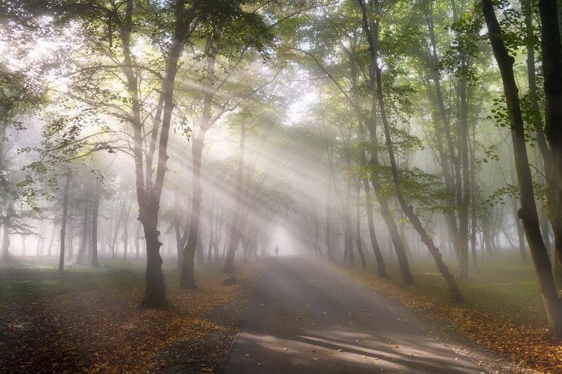 Туманний ранок фото превью