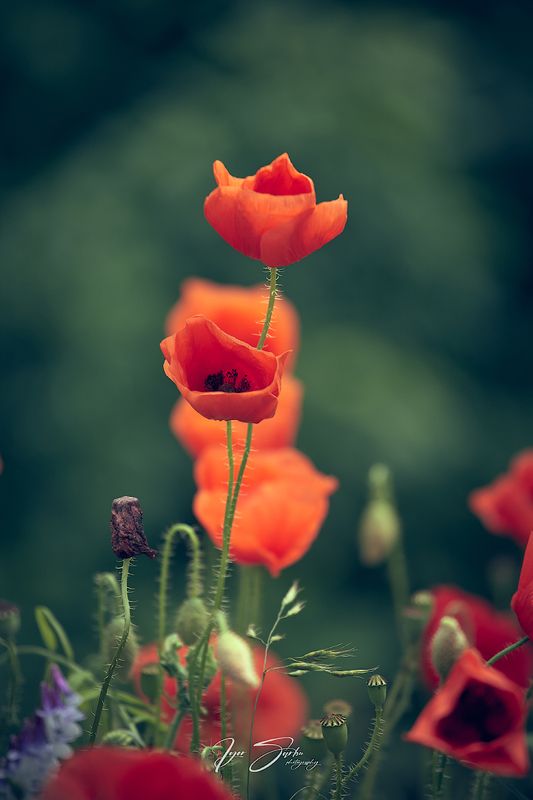 Эхо лета фото превью