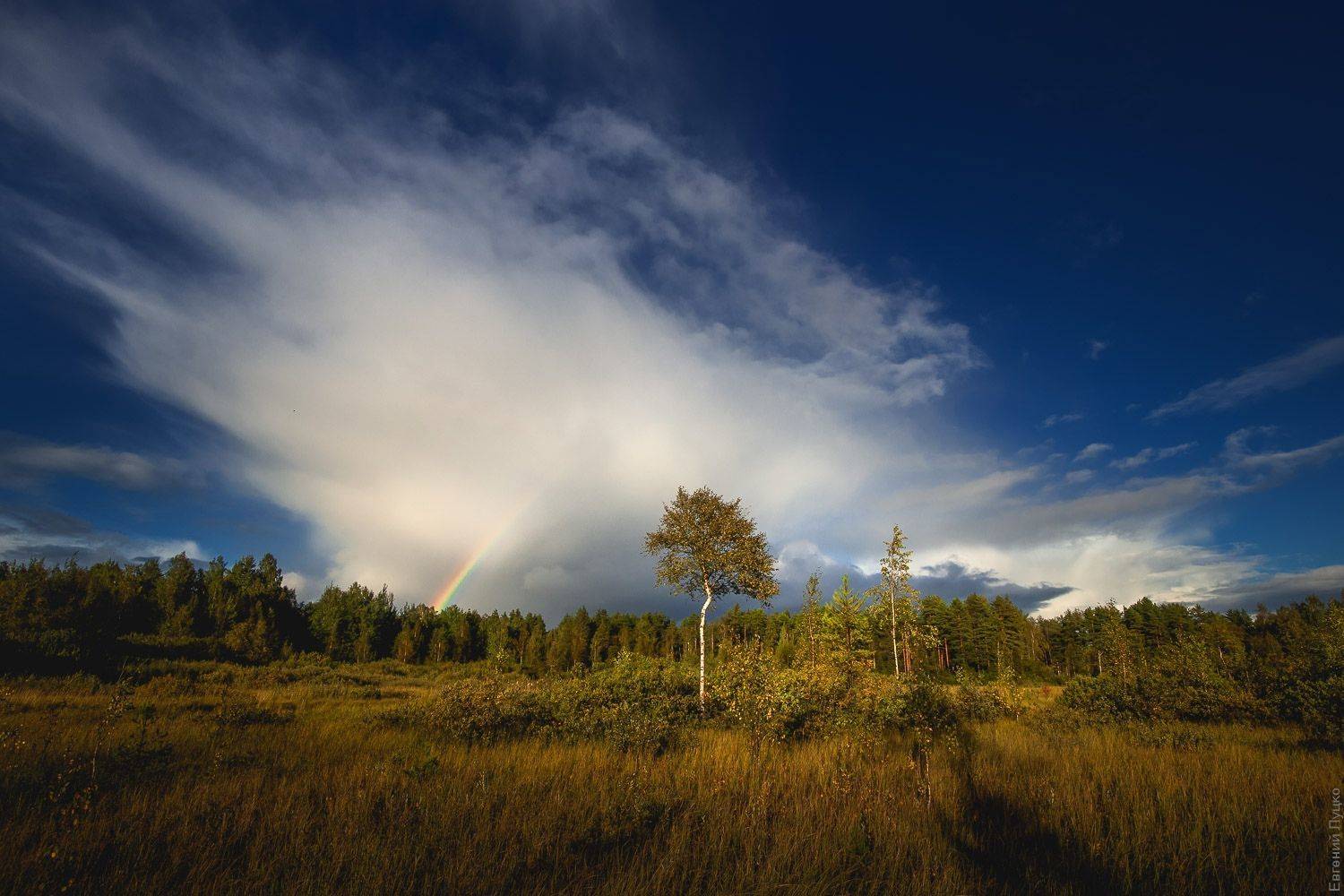 , Евгений Луцко