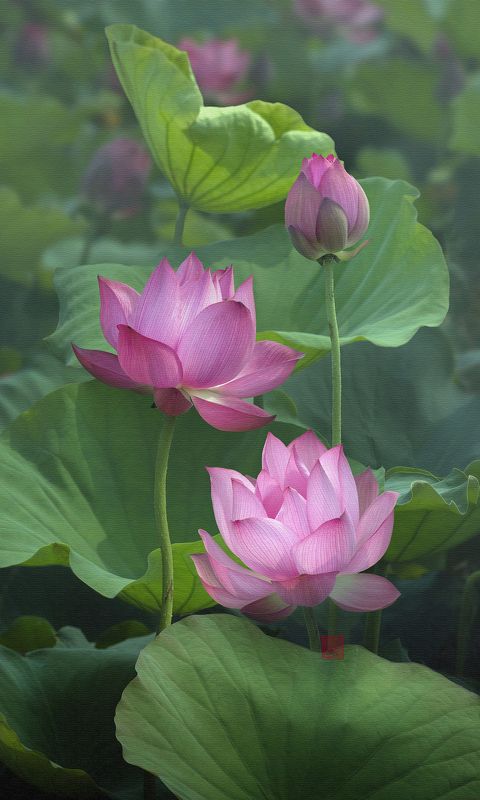 Lotus #4 фото превью