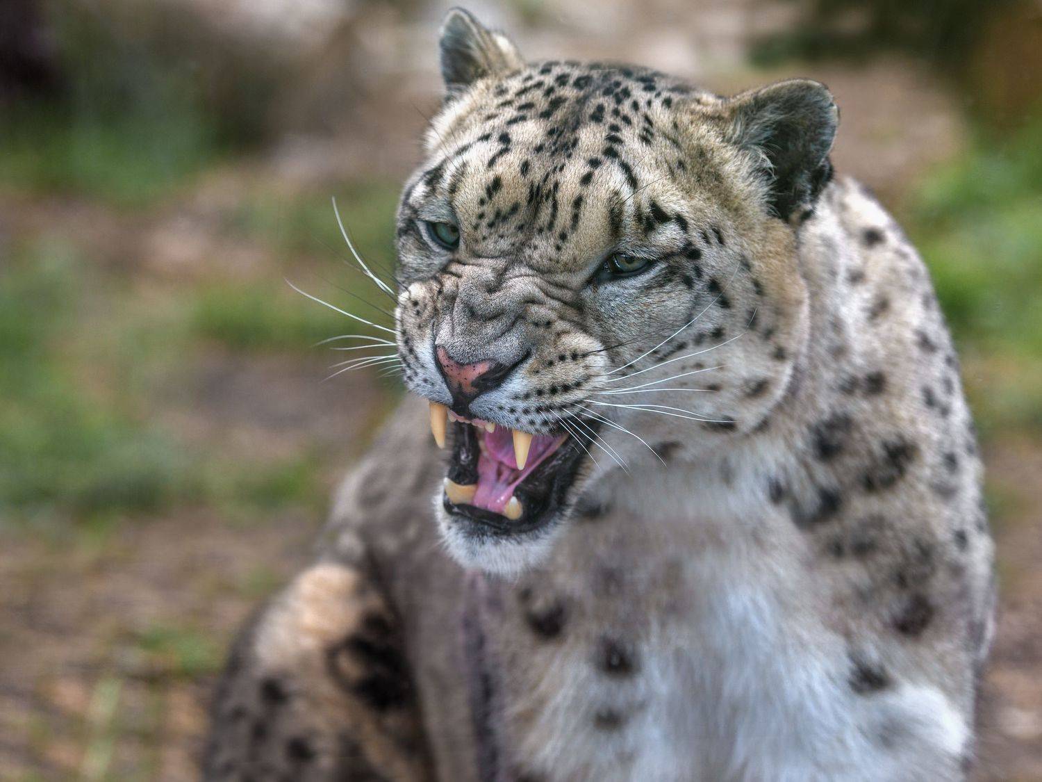 снежный барс, Олег Богданов