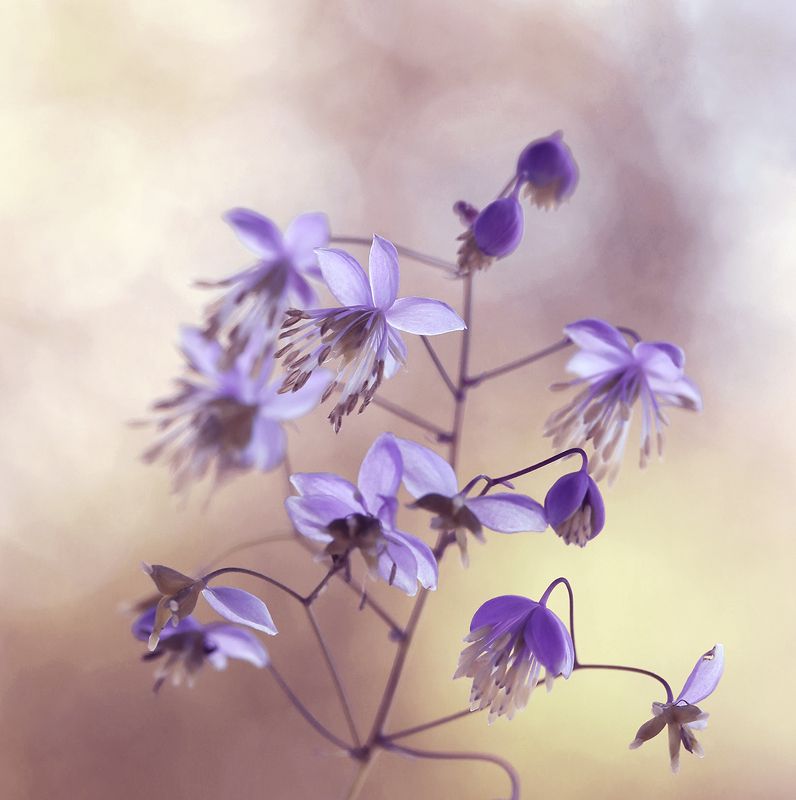 Thalictrum delavay фото превью