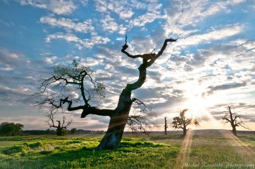 Sun rays over trees