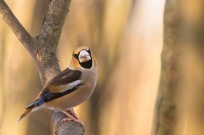 Hawfinch фото превью