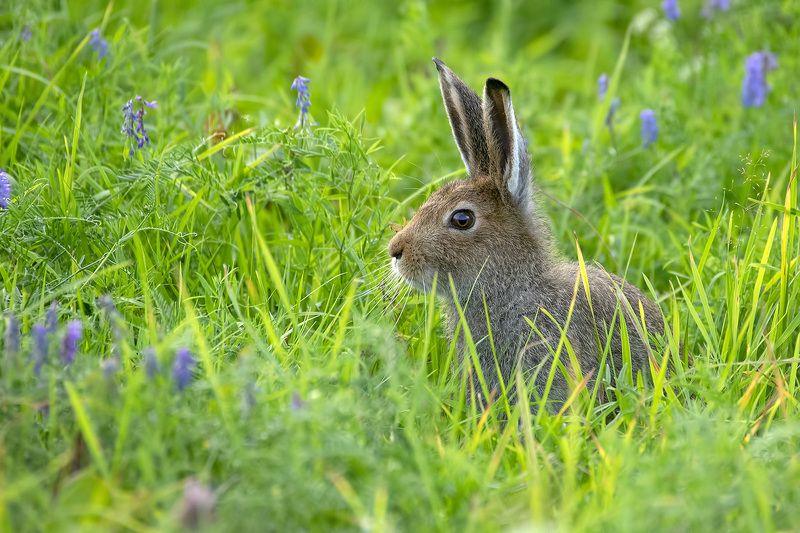 Veni, naribus, edo фото превью