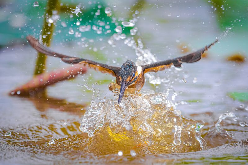 bird , vorin Common Kingfisher фото превью