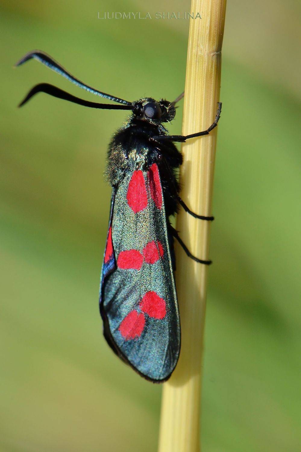 , Людмила Шалина