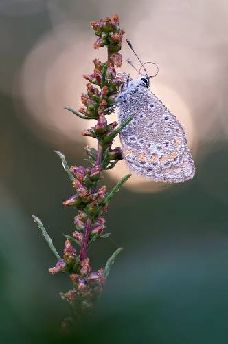 Голубянка в утренней росе