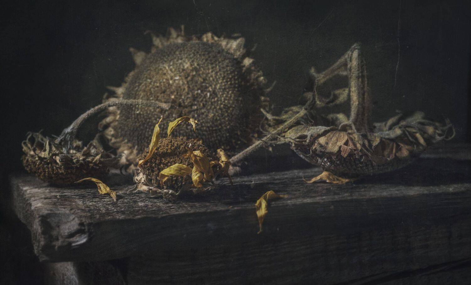 подсолнух,быт,цветы,деревня,сухое,прошлое,темный, Владимир Володин