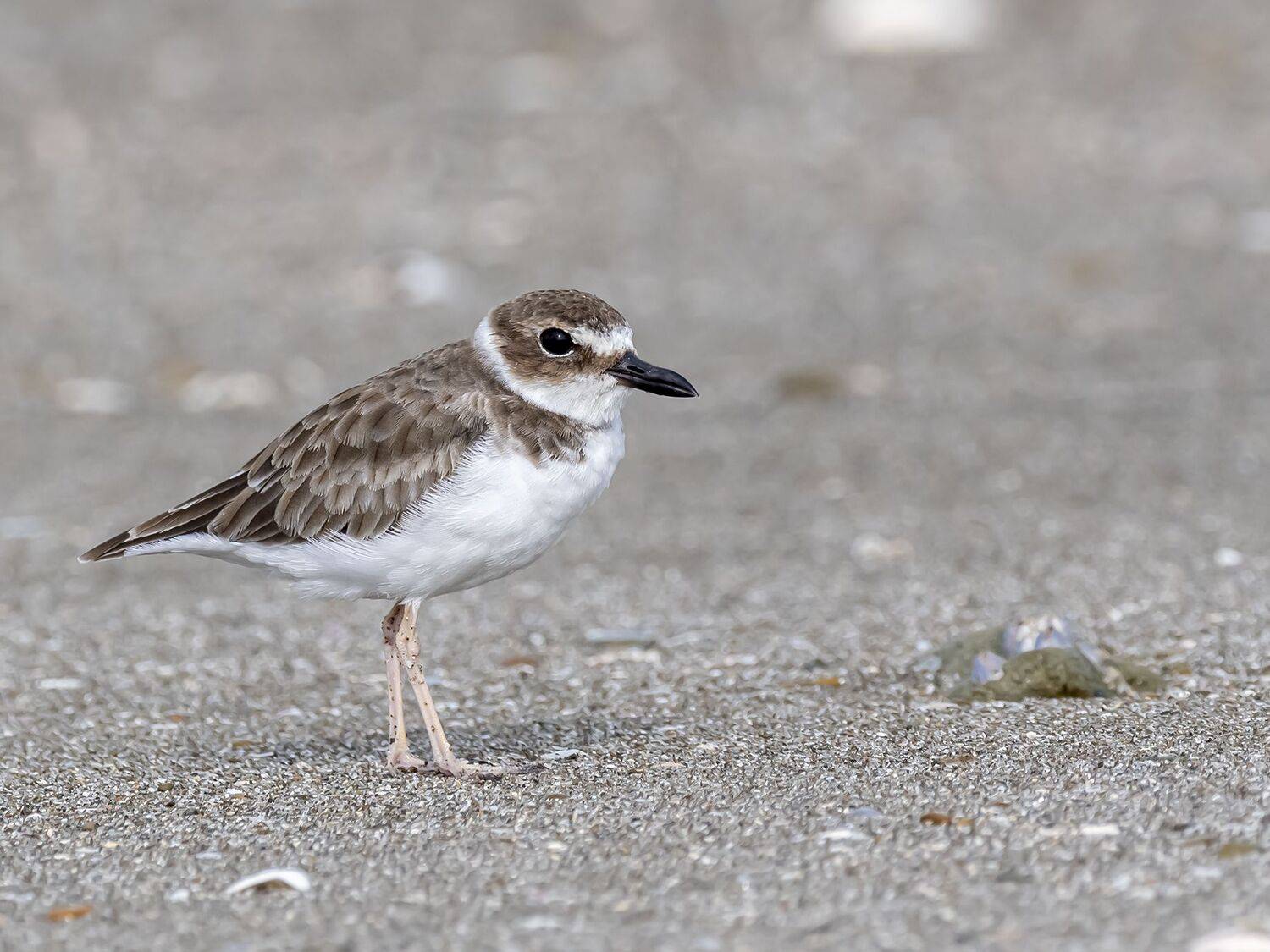 , Fernando Burgalin Sequeira