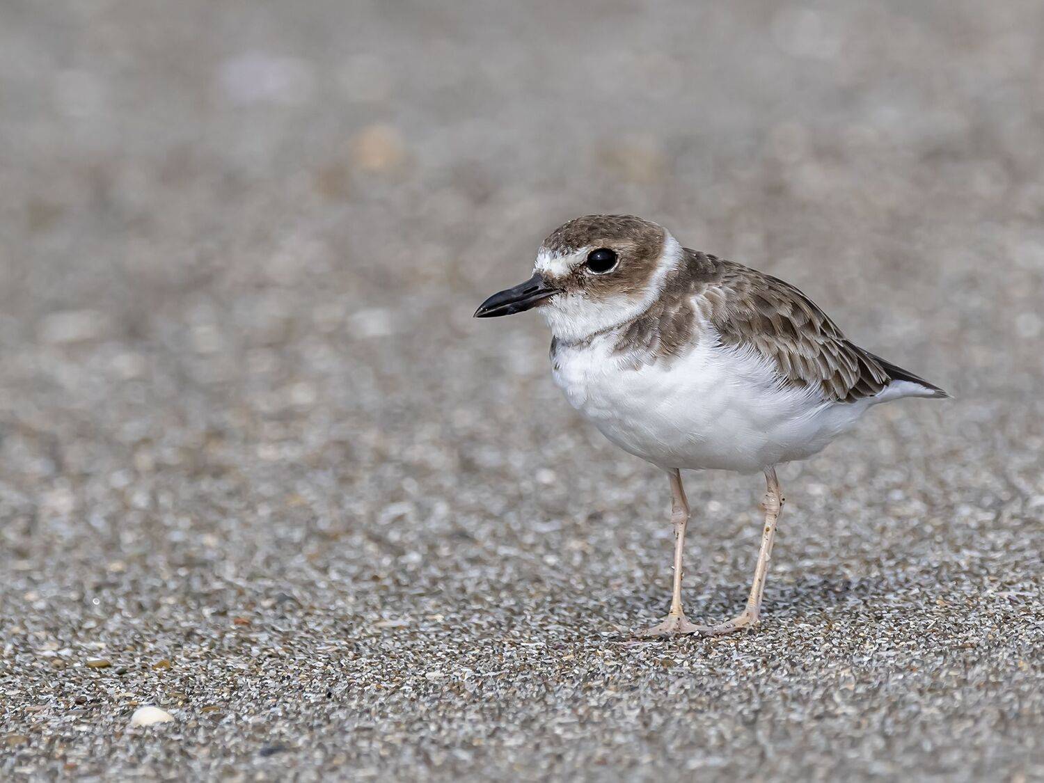 , Fernando Burgalin Sequeira