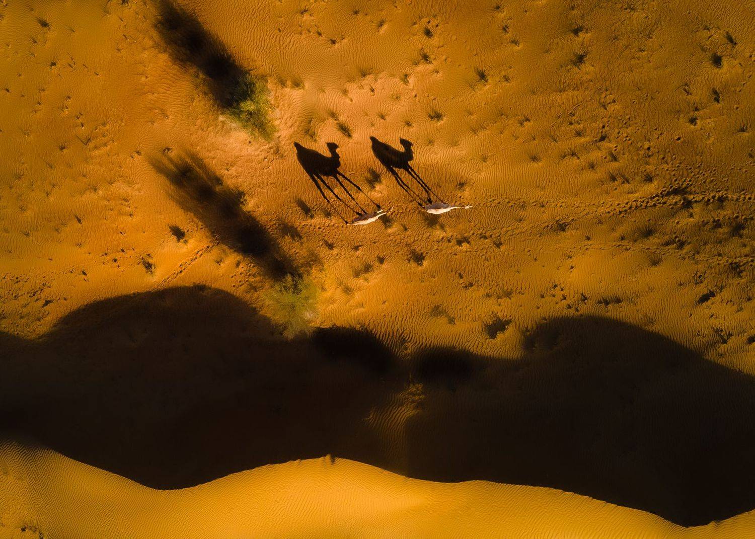 Desert, camel, Zubair Irshad