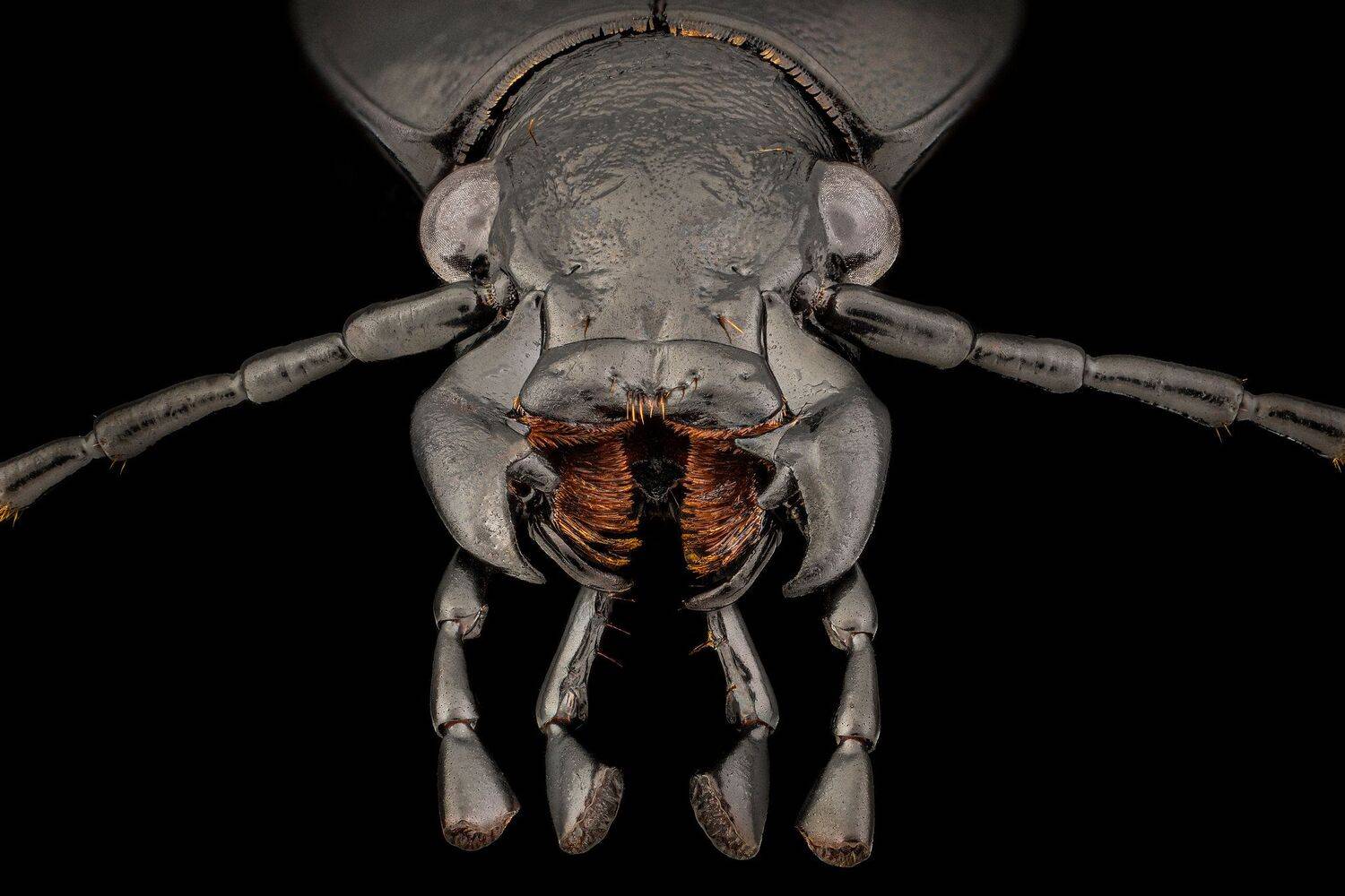 ceclii, nikon d5600,macro,lomo3.7, Tsvetan Ganev